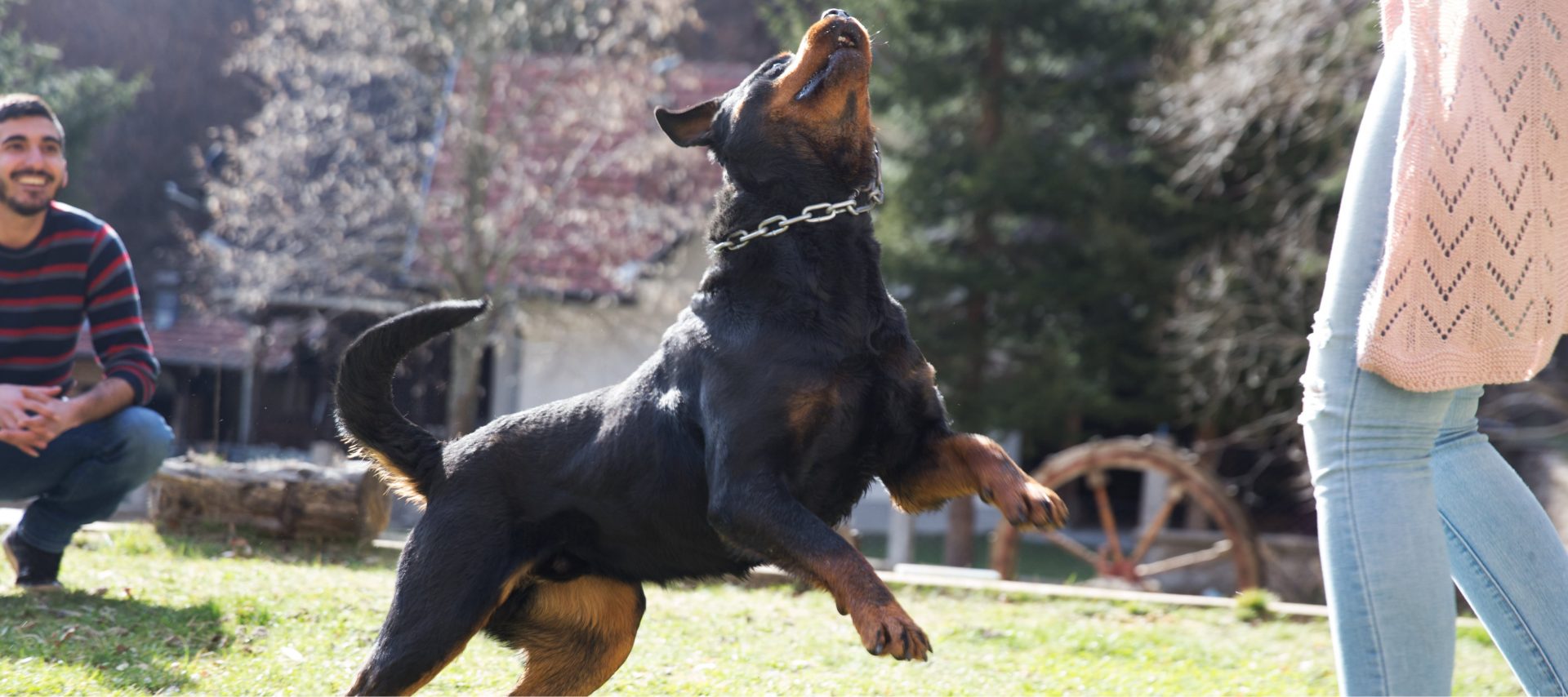 Собака прыгает на человека при встрече. Собака прыгает на хозяина при встрече. Собака прыгает на хозяина при встрече. Фотосессия с собакой. Как отучить собаку прыгать.